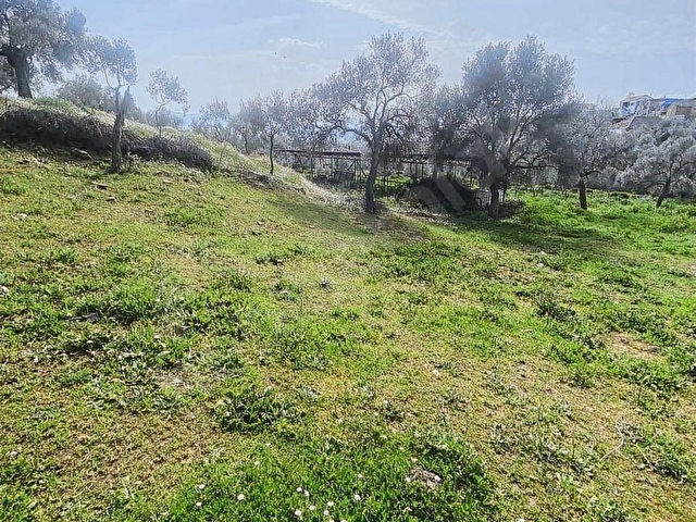 TİRE ÇAĞAN GAYRIMENKULDEN KÖY İÇİ DÜZ ZEYTİN BAHÇESİ - Görsel 19