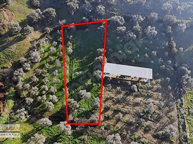 TİRE ÇAĞAN GAYRIMENKULDEN KÖY İÇİ DÜZ ZEYTİN BAHÇESİ - Görsel 12