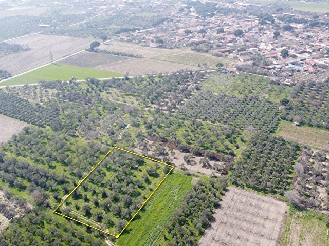 Bergama Aziziye Köyünde Satılık Zeytinlik 2300 m² - Görsel 4