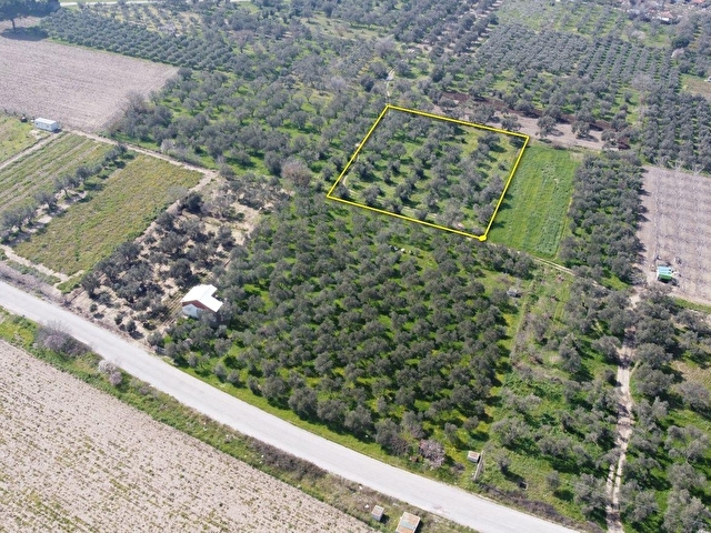 Bergama Aziziye Köyünde Satılık Zeytinlik 2300 m² - Görsel 2