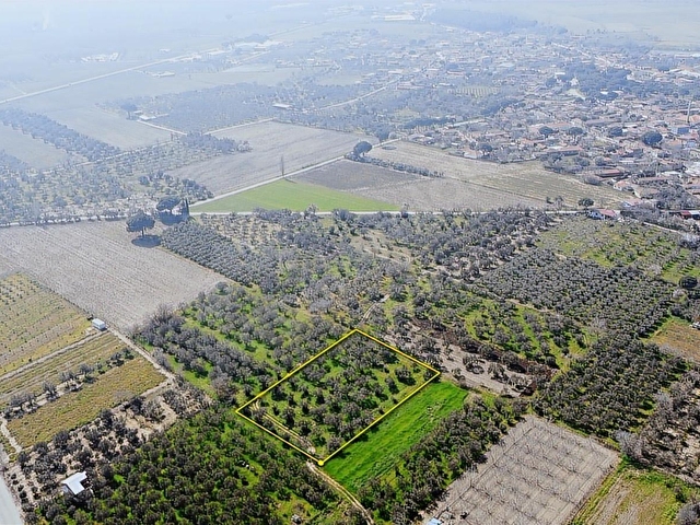 Bergama Aziziye Köyünde Satılık Zeytinlik 2300 m² - Görsel 7