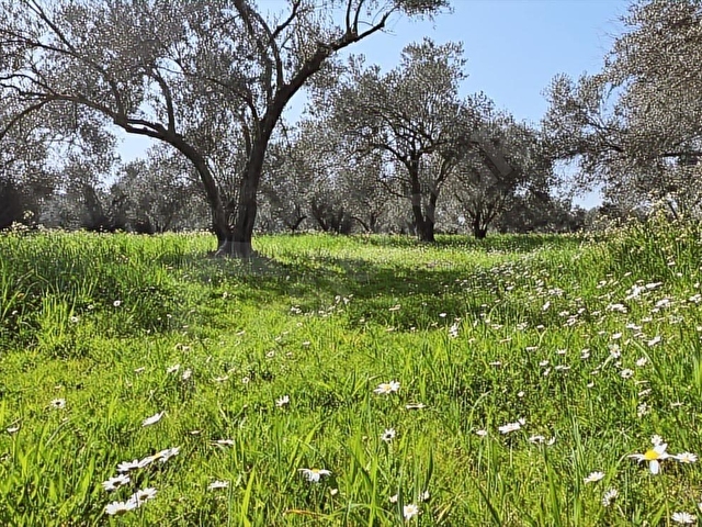 Bergama Aziziye Köyünde Satılık Zeytinlik 2300 m² - Görsel 14