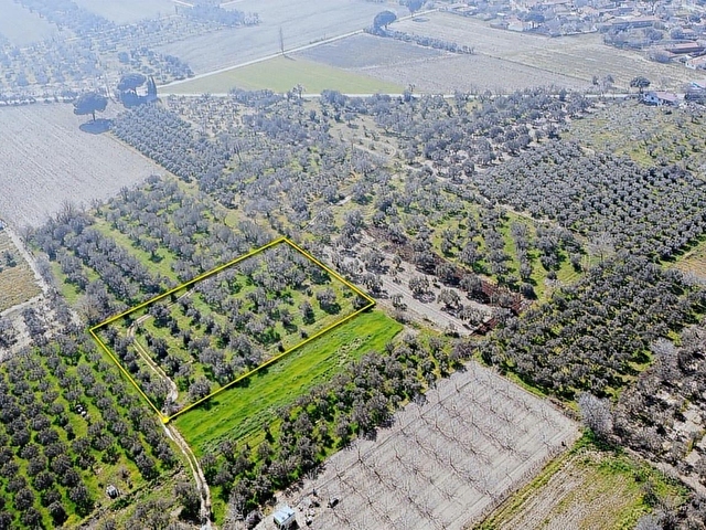 Bergama Aziziye Köyünde Satılık Zeytinlik 2300 m² - Görsel 12