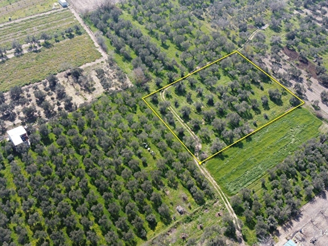Bergama Aziziye Köyünde Satılık Zeytinlik 2300 m² - Görsel 3