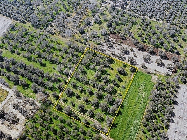 Bergama Aziziye Köyünde Satılık Zeytinlik 2300 m² - Görsel 8