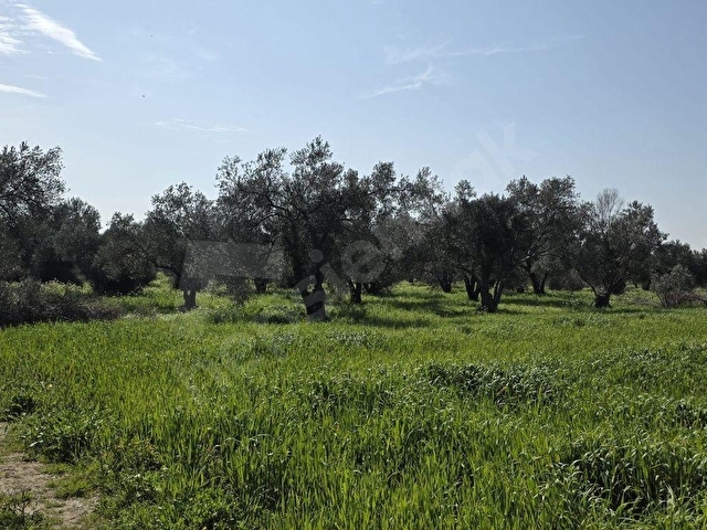 Bergama Aziziye Köyünde Satılık Zeytinlik 2300 m² - Görsel 13