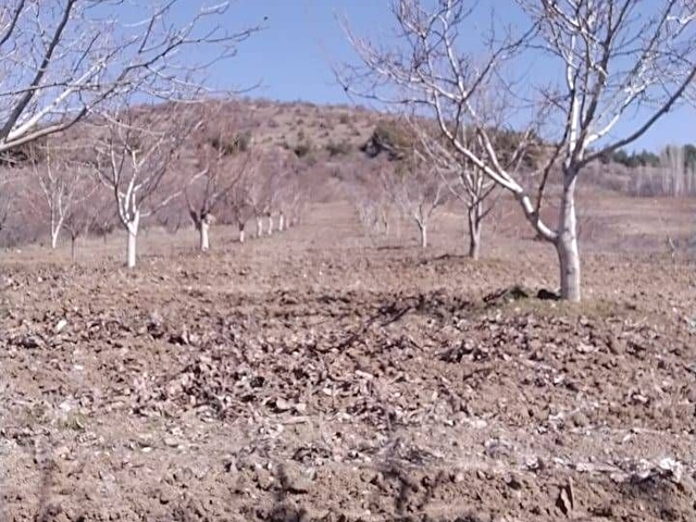DENİZLİ İL BEKİLLİ İLÇESİ GÖMCE KÖYÜ CEVİZ TARLASI - Görsel 3