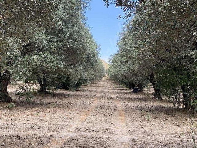 AKHİSAR MECIDYE DE SATILIK SATILIK 7556 M2 BAKIMLI ZEYTİNLİK - Görsel 3