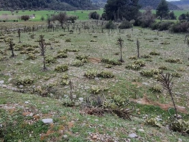 Muğla Fethiye Nif Mahallesinde Satılık Tarla - Görsel 21