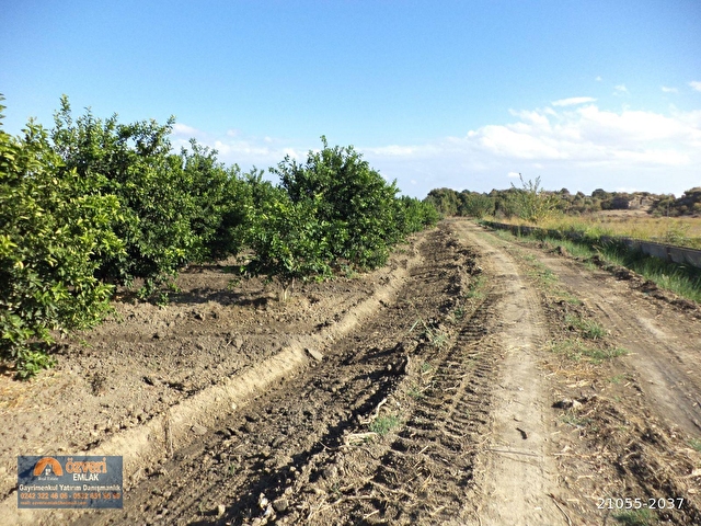 Antalya Serik Sariabali Koyunde Satilik Portakal Bahcesi 21055 2037 Hurriyet Emlak