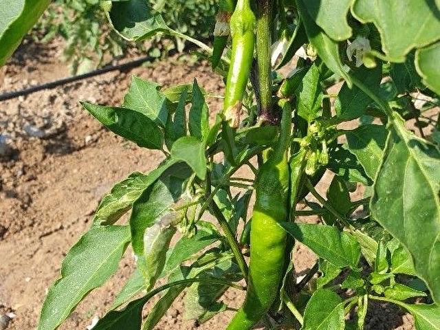 Güvenlikli Sitede 1+1 Taş Evli Bahçe - Görsel 15