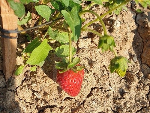 Güvenlikli Sitede 1+1 Taş Evli Bahçe - Görsel 18