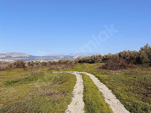 ELBEYLİ MAHALLESİ SATILIK ZEYTİN BAHÇESİ - Görsel 6