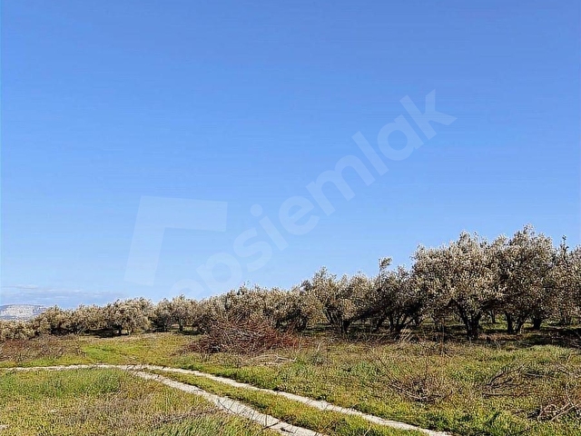 ELBEYLİ MAHALLESİ SATILIK ZEYTİN BAHÇESİ - Görsel 9