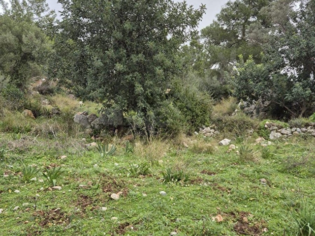 Muğla/Ortaca/Dalyan/Gökbel Satılık 12 parsel Arazi - Görsel 3