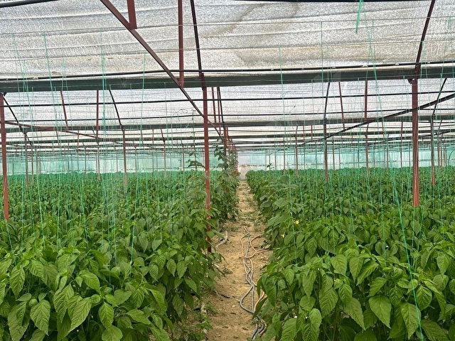 BALOĞLU GAYRİMENKULDEN BAYRALAR MH.6.000m²BAKIMLI SATILIK SERA - Görsel 29