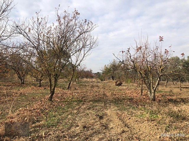 Izmir Kemalpasa Ornekkoy De Satilik 3680 M Evli Bahce 88420 1803 Hurriyet Emlak