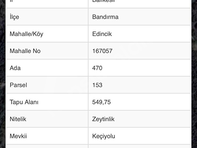 CİHAN EMLAK - SATILIK EDİNCİKTE DENİZE 357M, YOLA 18M CEPHELİ, TEK(MÜSTAKİL) TAPULU 550M2 ZEYTİNLİK - Görsel 6