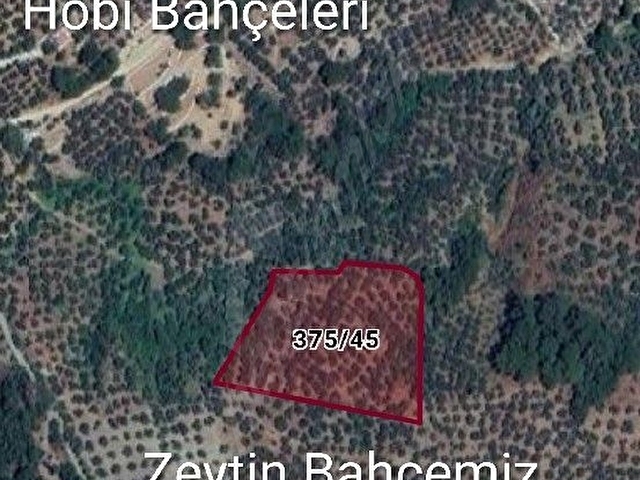Kızılkeçilide Kısa süreliğine Fırsat Zeytinlik 7.220 m2   3.850.000  yerine 3.500.000 (1 Hafta için)