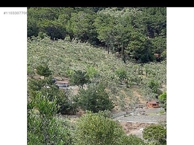 Kızılkeçilide Kısa süreliğine Fırsat Zeytinlik 7.220 m2   3.850.000  yerine 3.500.000 (1 Hafta için) - Görsel 4
