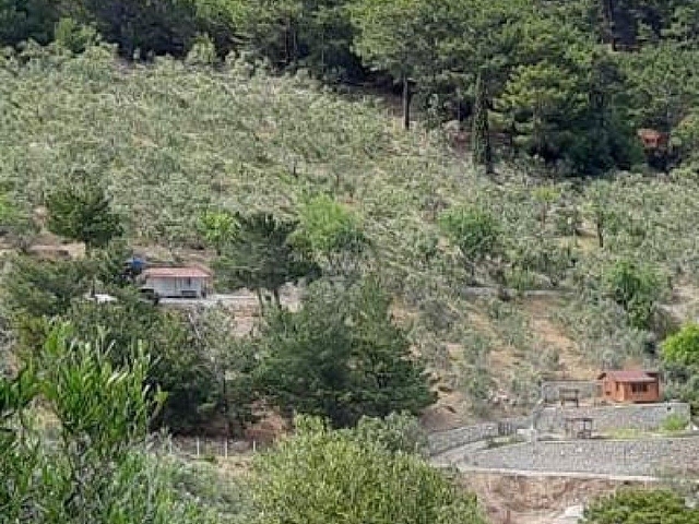 Kızılkeçilide Kısa süreliğine Fırsat Zeytinlik 7.220 m2   3.850.000  yerine 3.500.000 (1 Hafta için) - Görsel 6