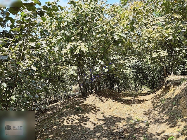 AKÇAKOCA YEŞİLKÖY KÖYÜ 10074 M2 BAKIMLI FINDIK BAHÇESİ - Görsel 6