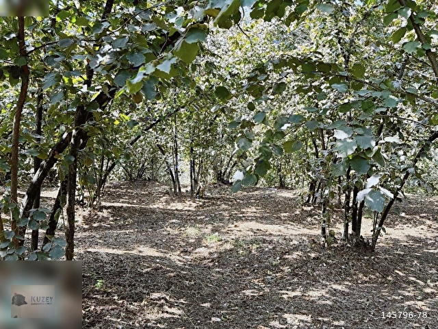 AKÇAKOCA YEŞİLKÖY KÖYÜ 10074 M2 BAKIMLI FINDIK BAHÇESİ - Görsel 4