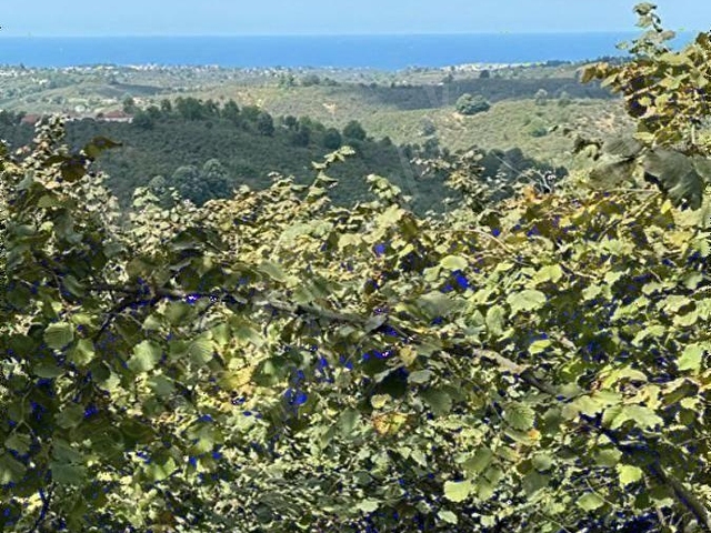 AKÇAKOCA YEŞİLKÖY KÖYÜ 10074 M2 BAKIMLI FINDIK BAHÇESİ - Görsel 17