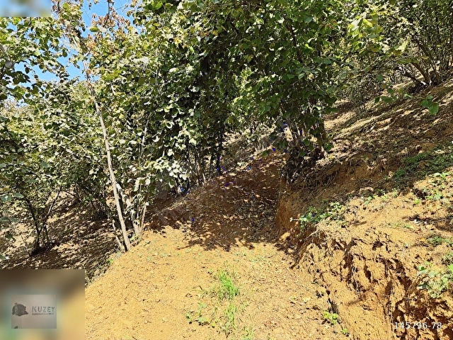 AKÇAKOCA YEŞİLKÖY KÖYÜ 10074 M2 BAKIMLI FINDIK BAHÇESİ - Görsel 14