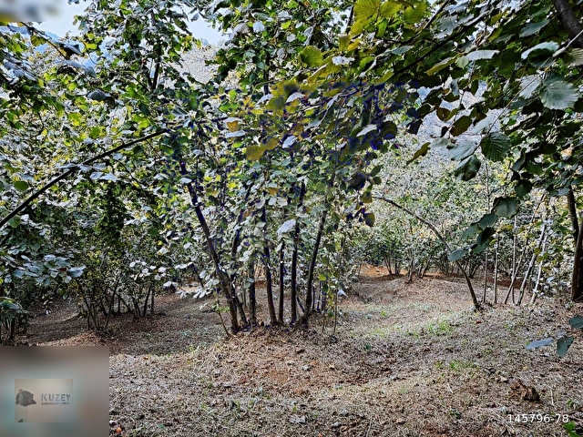 AKÇAKOCA YEŞİLKÖY KÖYÜ 10074 M2 BAKIMLI FINDIK BAHÇESİ - Görsel 9