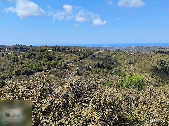 AKÇAKOCA YEŞİLKÖY KÖYÜ 10074 M2 BAKIMLI FINDIK BAHÇESİ - Görsel 2