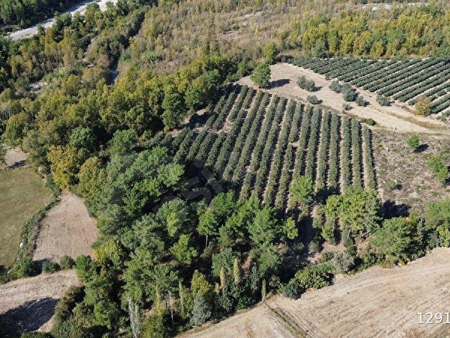 SAHİL CEYLANDA MÜSTAKİL TAPULU 19.260M2. TARLA VASIFLI - Görsel 9