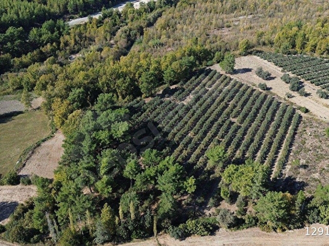 SAHİL CEYLANDA MÜSTAKİL TAPULU 19.260M2. TARLA VASIFLI - Görsel 13