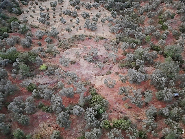 Aydın Bozdoğan Cumhuriyet Mahde Satılık 12.718 m2 Zeytinlik - Görsel 13