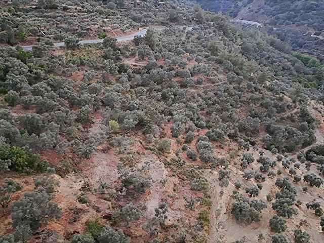 Aydın Bozdoğan Cumhuriyet Mahde Satılık 12.718 m2 Zeytinlik - Görsel 18
