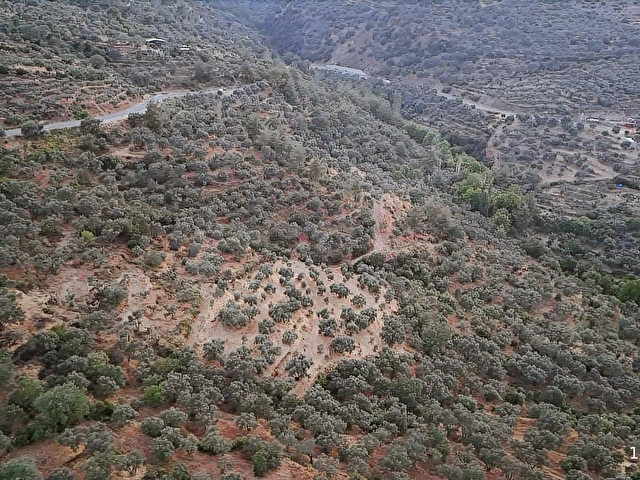 Aydın Bozdoğan Cumhuriyet Mahde Satılık 12.718 m2 Zeytinlik - Görsel 23