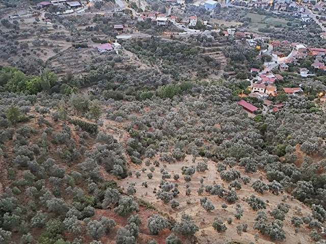 Aydın Bozdoğan Cumhuriyet Mahde Satılık 12.718 m2 Zeytinlik - Görsel 29
