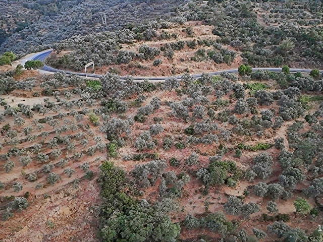 Aydın Bozdoğan Cumhuriyet Mahde Satılık 12.718 m2 Zeytinlik - Görsel 25