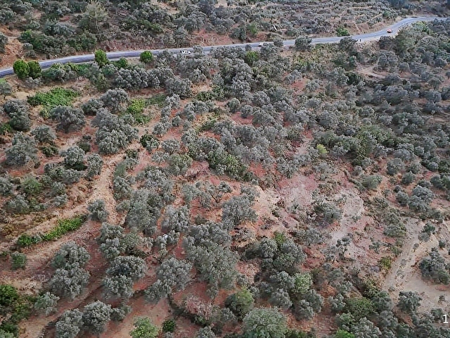 Aydın Bozdoğan Cumhuriyet Mahde Satılık 12.718 m2 Zeytinlik - Görsel 28