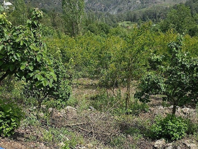 SATILIK NAR BAHÇESİ - Görsel 2