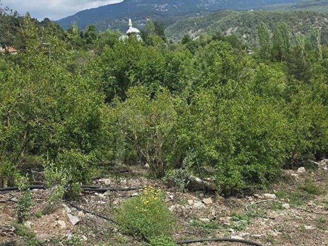 SATILIK NAR BAHÇESİ - Görsel 4