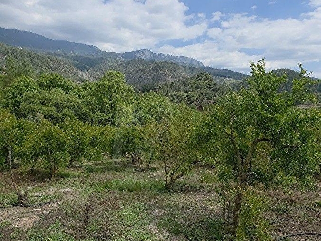 SATILIK NAR BAHÇESİ - Görsel 5