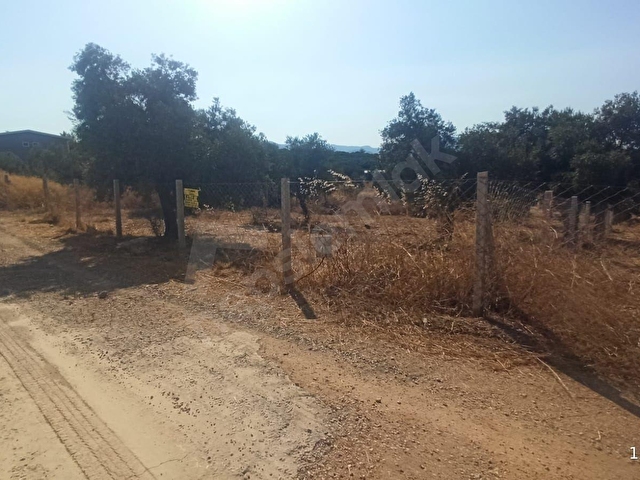 ÇAKALTEPE/ELEKTRİK-SU AKTİF/543 m2-TAPUDAN SATIŞLI ZEYTİNL BAHÇE - Görsel 22
