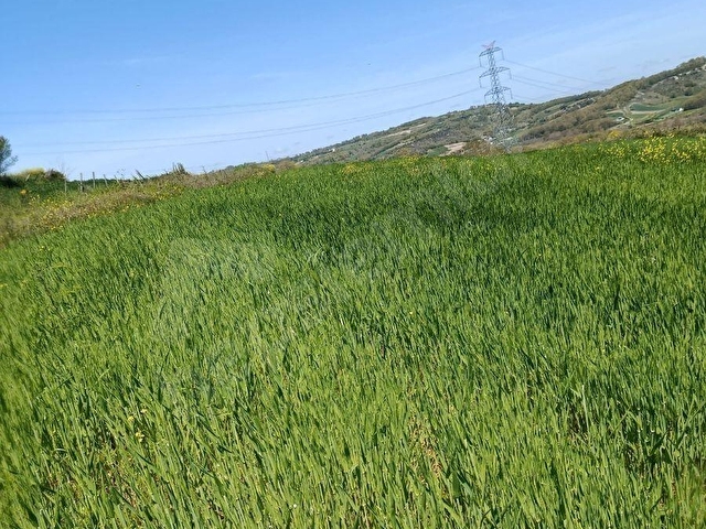 KOCAELİ KANDIRA PELETPINAR KÖYÜ KELEPİR ARSA.... - Görsel 23
