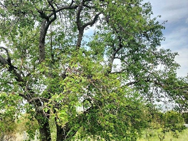 ISPARTA SENİRKENT SATILIK İÇİNDE EVİ OLAN BAHÇE - Görsel 27