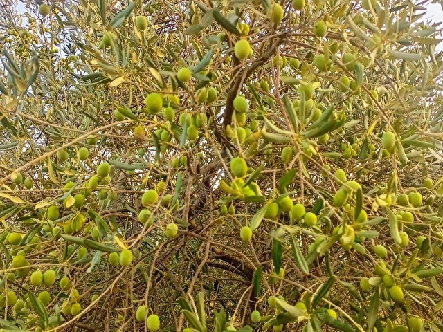 Selçuk Havutçulu Satılık