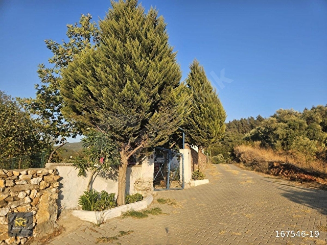 İZMİR TİRE HALKAPINAR KÖYÜ SATILIK ZEYTİNLİK - Görsel 6
