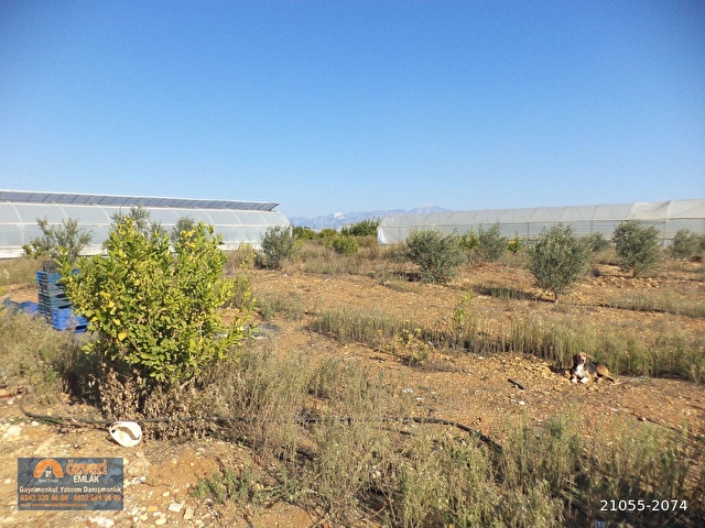 Antalya Aksu Kursunlu Da 2307 Metrekare Satilik Arsa 21055 2074 Hurriyet Emlak