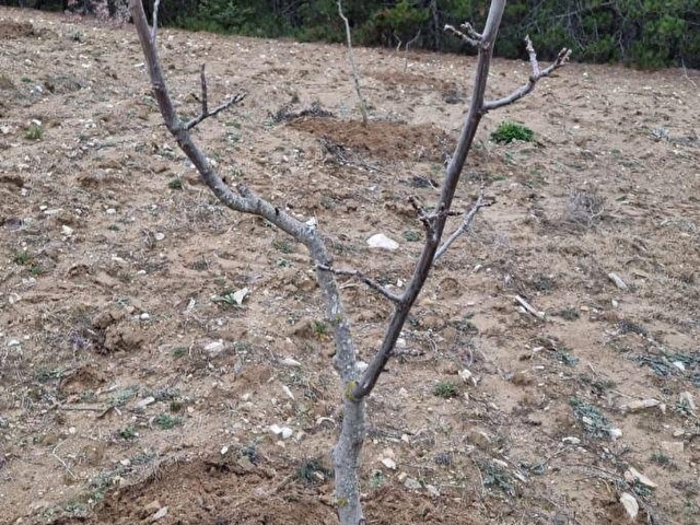 Adaplatinden Taraklı Pirlerde 7022m2 ceviz fidanı dikili tarla - Görsel 3