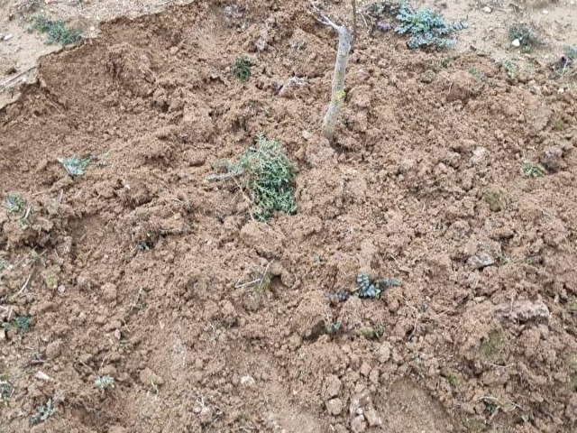 Adaplatinden Taraklı Pirlerde 7022m2 ceviz fidanı dikili tarla - Görsel 7